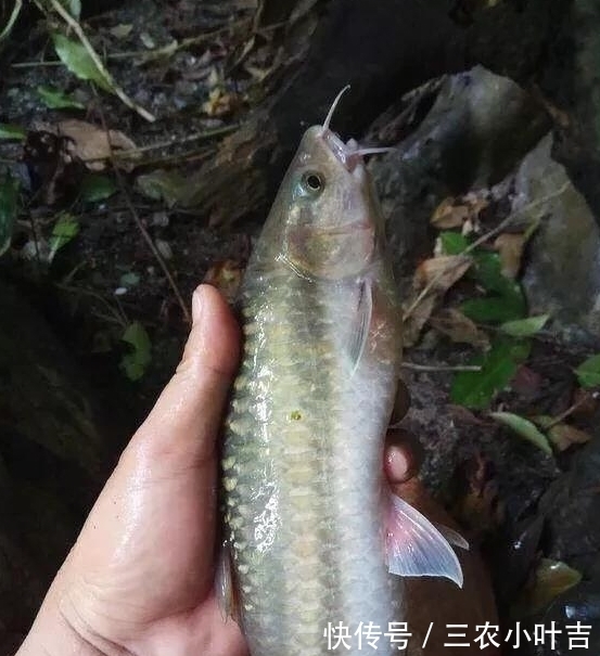 深山|深山溶洞钓鱼, 全是奇葩鱼类, 你见过这些鱼吗