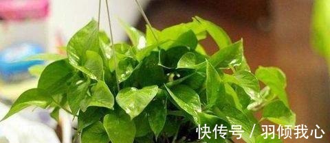 有机肥料|“这种水”别倒掉,绿萝最爱喝,一月浇两次,叶片从来不发黄