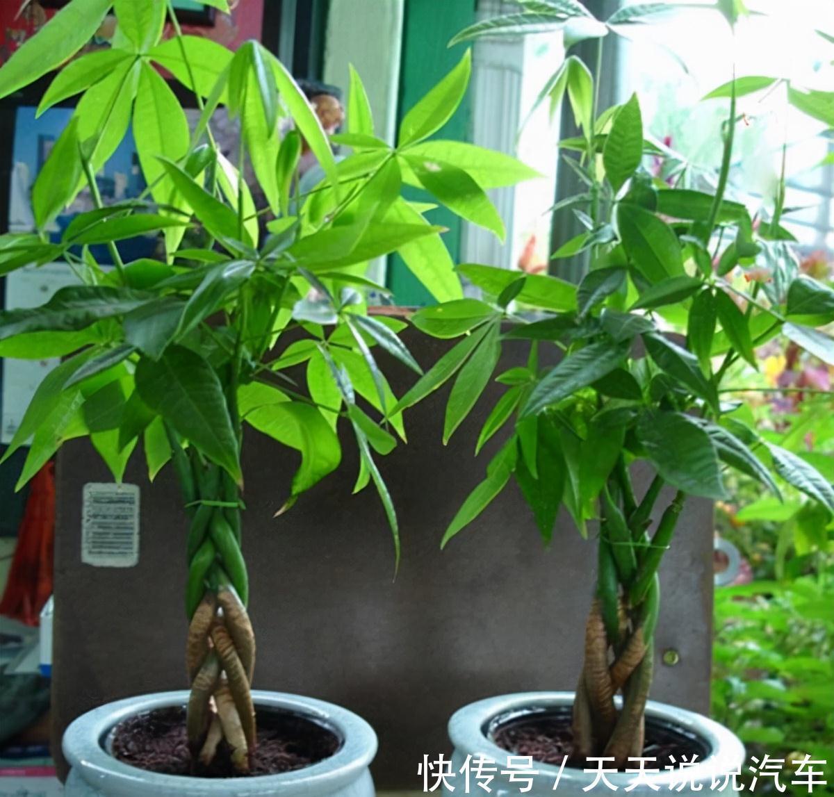 立冬后，养这10种花，切记不能多浇水，养不活都是由于手太勤