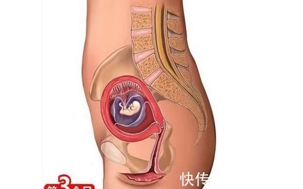 第四个月|胎儿形成的全过程，十张高清组图让你了解生命孕育，感叹妈妈伟大