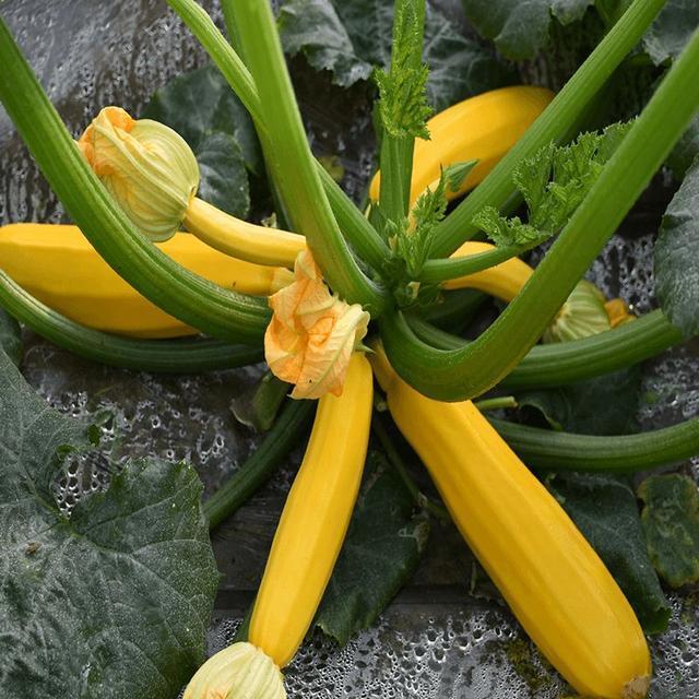 阳台种盆菜,比花还好看,结果还能吃,别提多美了