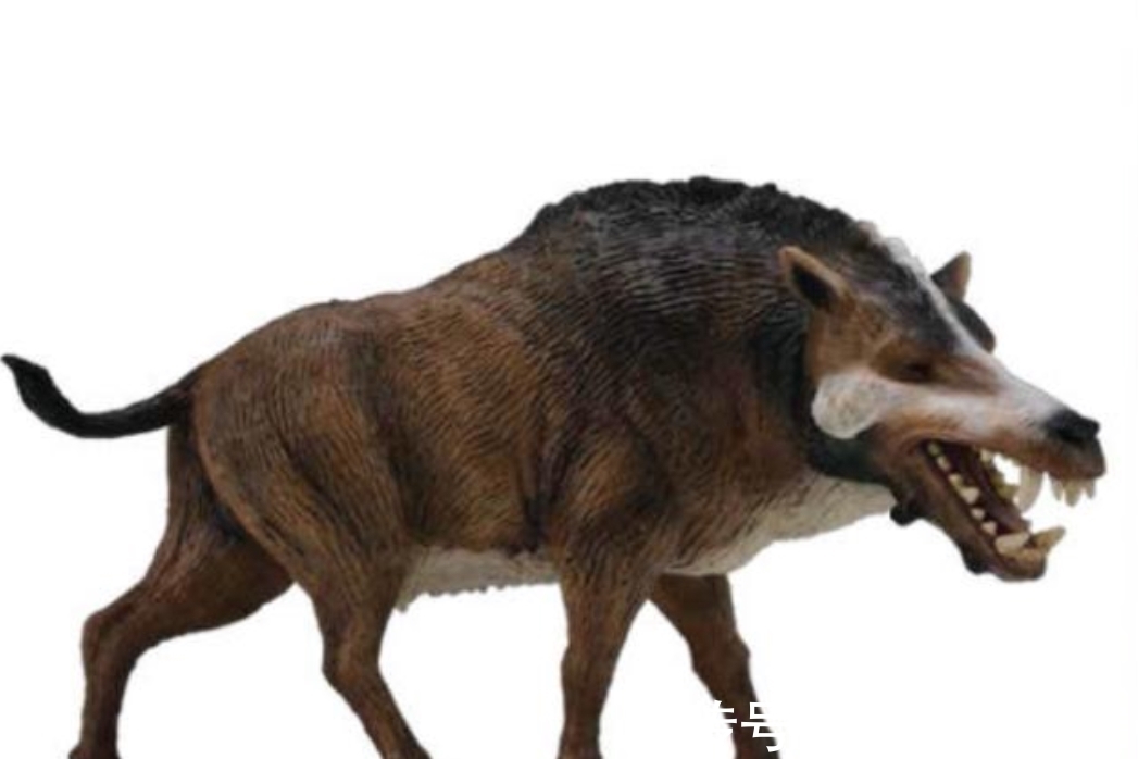 灭绝#“驴头狼”灭绝了50万年,如今又在神农架出现,这在警示什么?