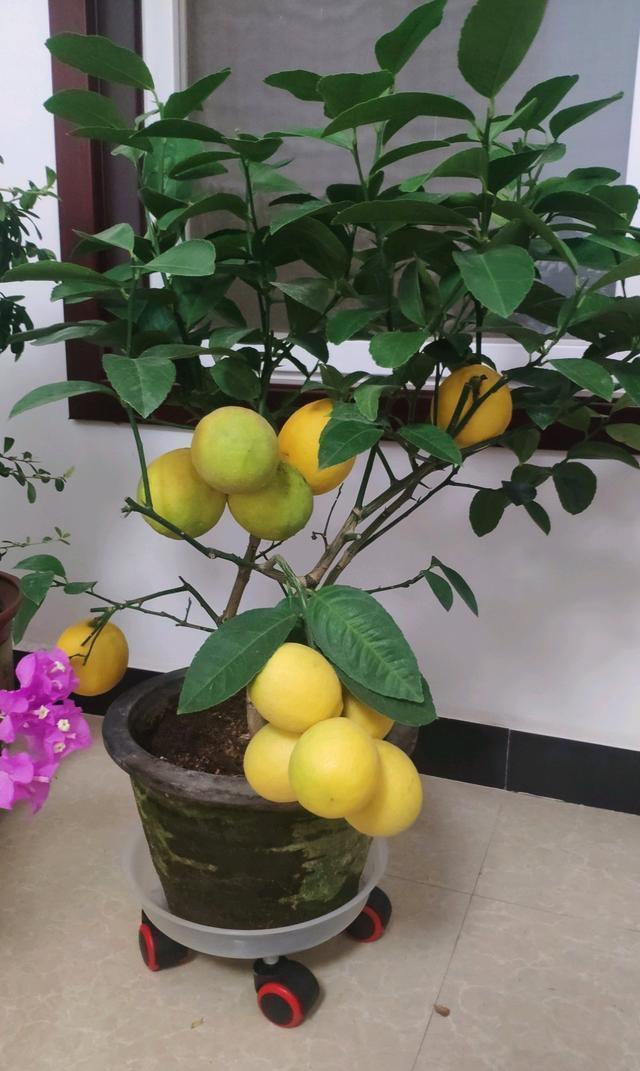 适合在卧室栽种的植株有哪些？好看还助眠，太棒了