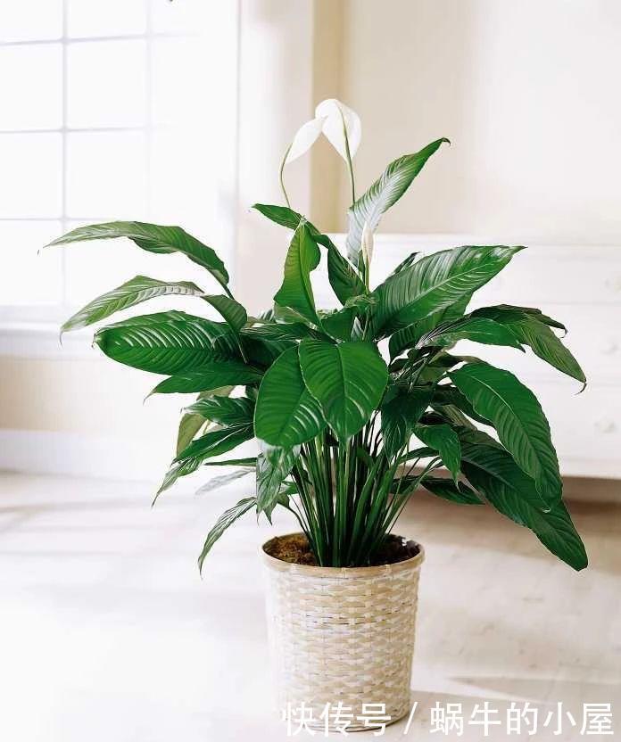 不同环境适合养的盆栽花卉,选合适自己的开花植物很重要