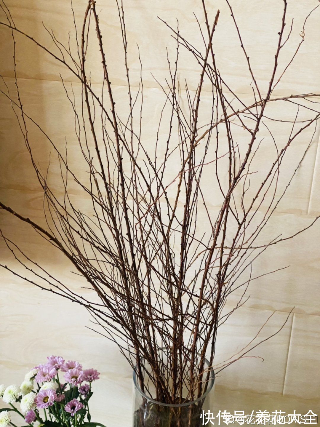 1种花叫“雪柳”,剪几根枝插水里,7天长叶,一个月开花,绝美