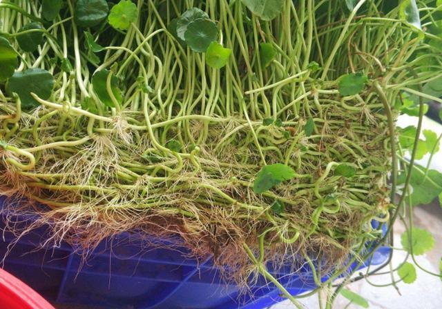 铜钱草开花了，剪掉还是留下“1步”让它叶片绿多又大长爆盆