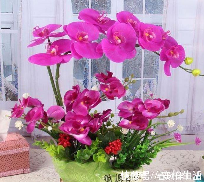 4款艳美的花卉,旺家好兆头,开花还多,越养越喜欢!