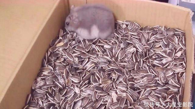 仓鼠为什么跟发疯了一样 仓鼠为什么跟发疯了一样