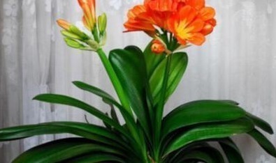 含水量|她用一斤“芝麻”把君子兰养得如“杂草”,叶、花“窜”不停!