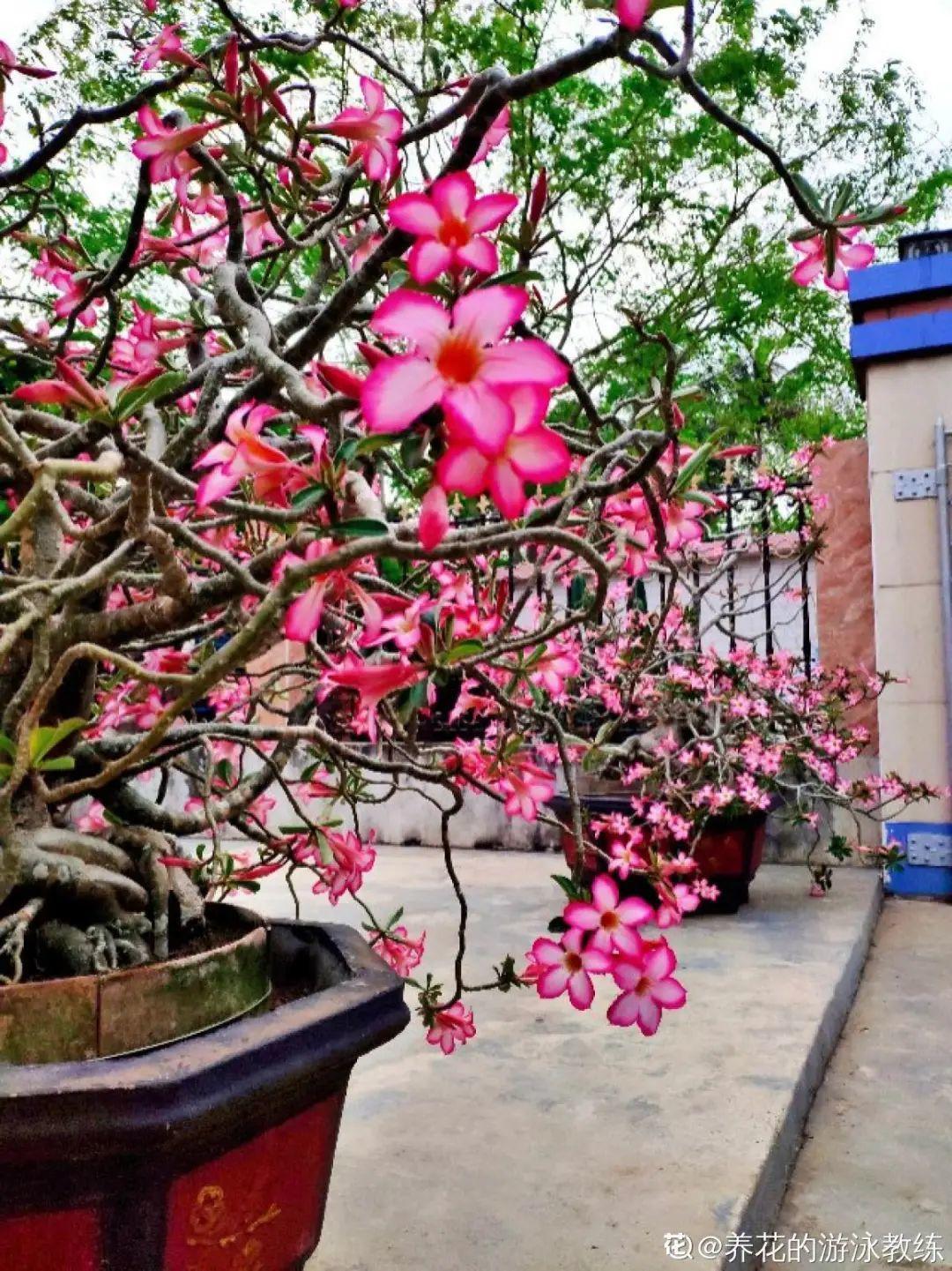 叶子|家里养棵“丑八怪”,霸气镇宅,越养越爱