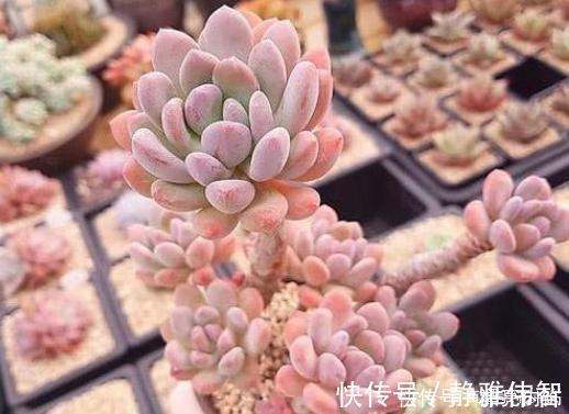 稻田姬|多肉中的7大美人，个个都千娇百媚，美极了！