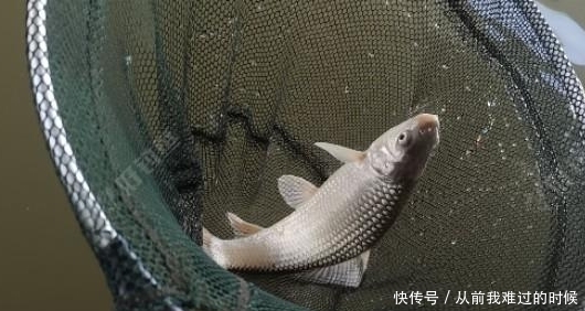 鲮鱼|如何钓鲮鱼，饵料搭配及钓法全解！钓鲮鱼就这么简单——盛世三渔