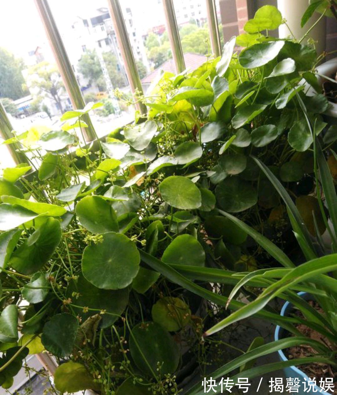 铜钱草开花是坏事剃个大光头，一个月后再次爆盆，叶片比拳头大