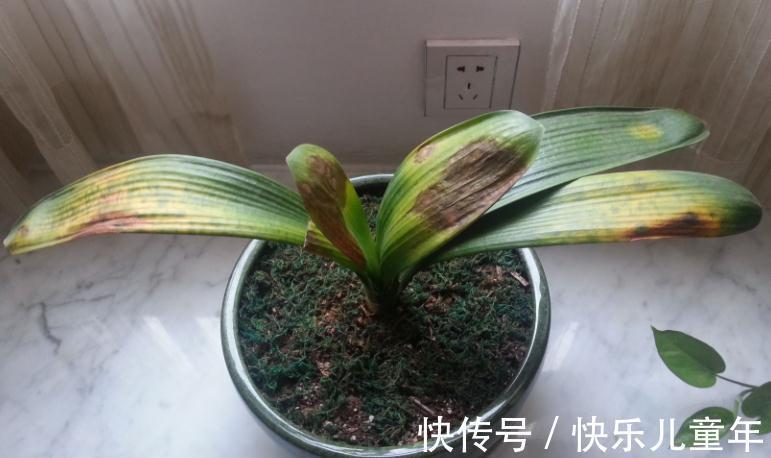 知道什么情况该换土,如何换土,才是养花人该具备的基本素质