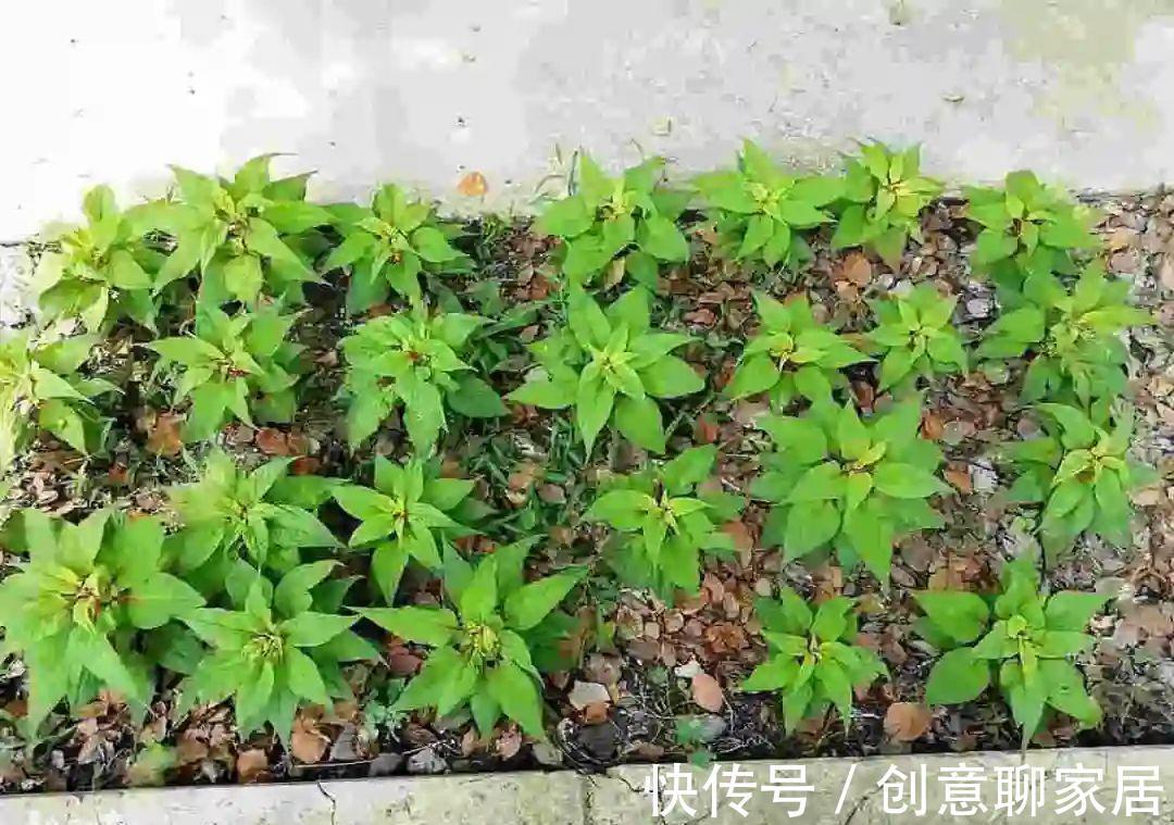凤仙花|10种花开完不要剪，等20天之后，1盆变多盆
