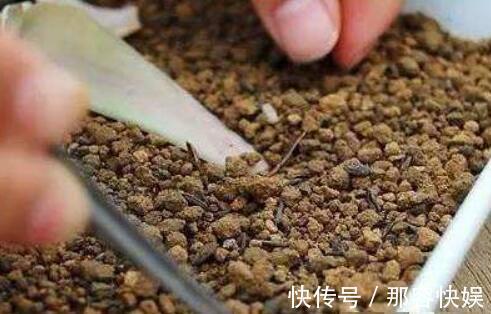 多肉叶插，记住3个小诀窍，生根发芽快，一棵变10棵，一盆变多盆