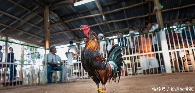 赶到|菲律宾警察执行任务查非法集会，赶到现场被一只斗鸡杀死