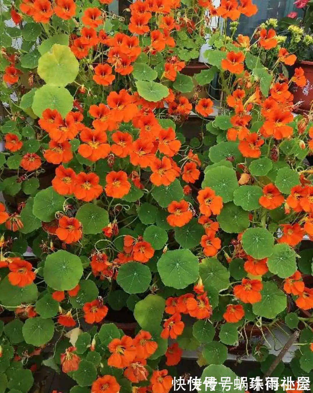 铃兰|30℃以上，10种花就先别养了，买一盆死一盆，别怪我没提醒你