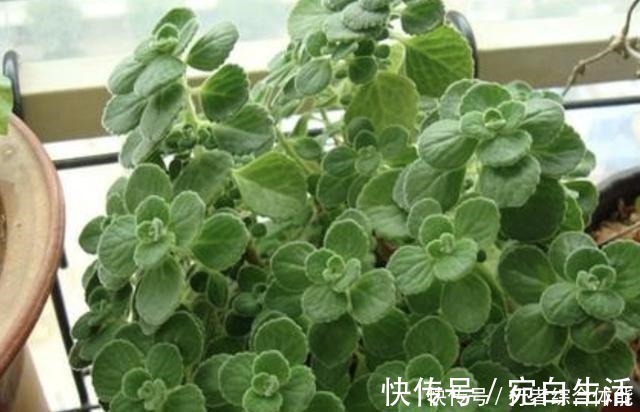 碰碰香|香水不用买,“1种花”放客厅,一年四季“有芳香”,阳台也能养!