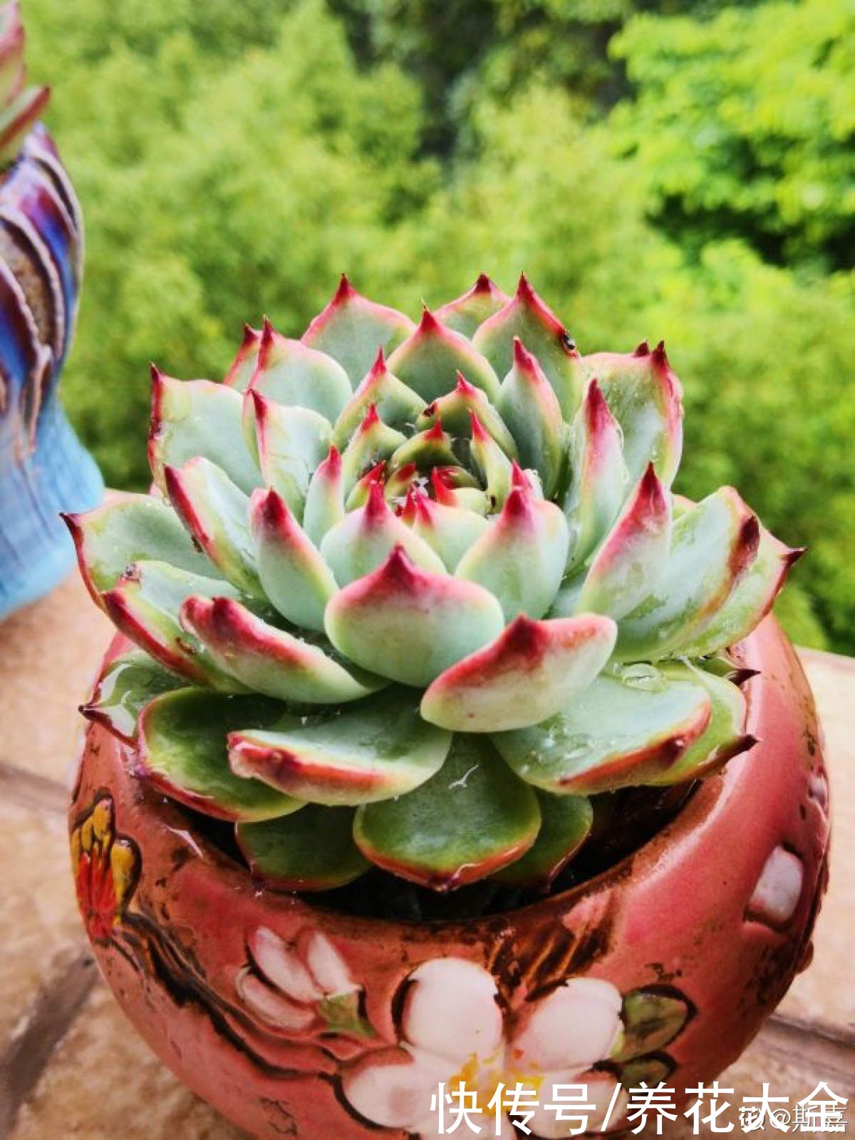 观音莲|多肉“摊大饼”，解决这3点，叶片挺拔还肥大