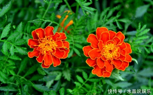 金钱菊|养菊还不如养一盆“孔雀菊”,花色丰富艳丽,花期长,适合盆栽养