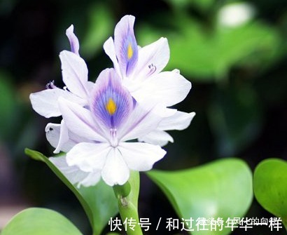 此花宛如一双灵动的眼睛,十分独特奇异,代表着至死不渝的爱