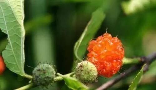 这种童年记忆中的果子,烂在树上无人问津,却有意想不到神奇功效