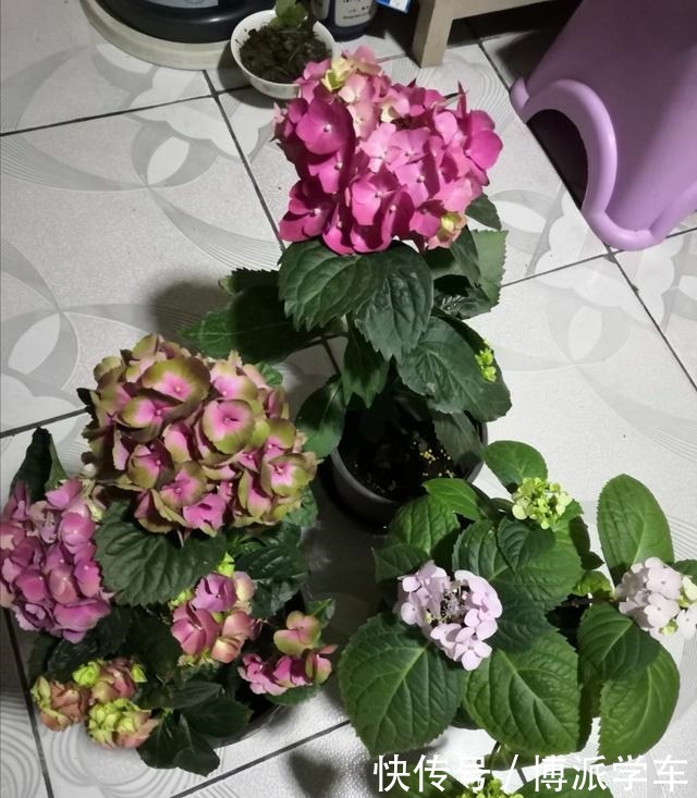 磷酸二氢钾在花卉施肥中是“有讲究的”,别乱施,您了解多少呢