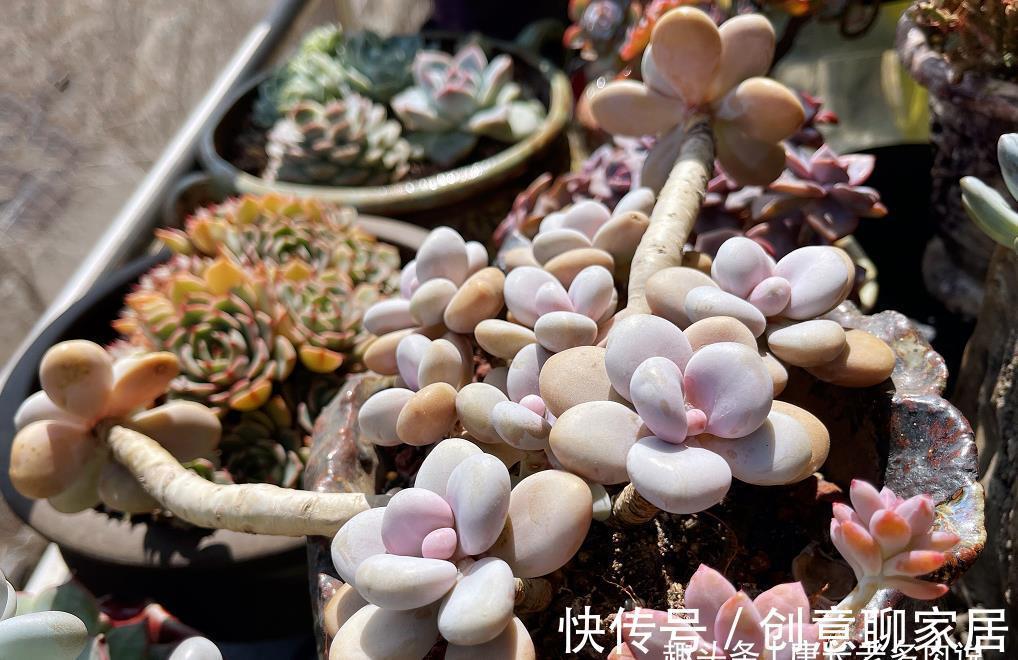 桃蛋|多肉桃蛋真有两种?是的,还有一种粉更厚颜色更紫,它又叫桃精灵