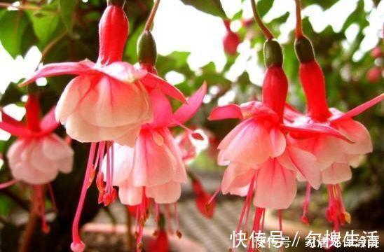 花香飘满屋|公认“最美”4种花,美不胜收,花香飘满屋,开花繁盛,很喜庆