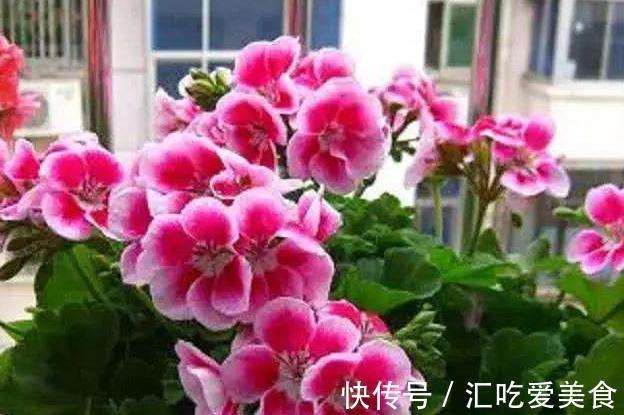 厨房里的1种粉末,兑水来浇花,轻松搞定养花常见的4大问题