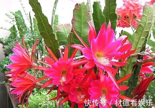 盆栽|盆栽令箭荷花,叶片倒伏做“2点”,开花如“碗”大,一次开爆盆