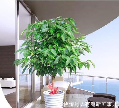 4种富贵花,再不漂亮也要养一盆,个个吉祥,空气一级棒!