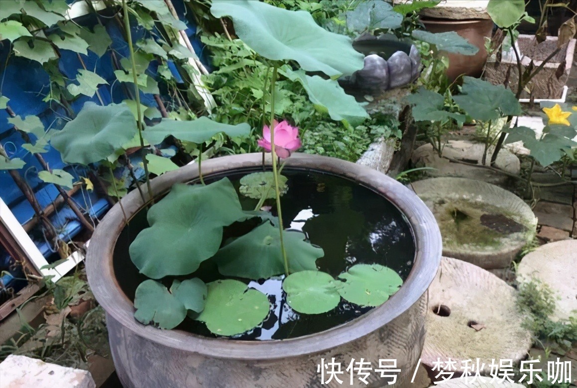 5种漂亮花,喜欢“穷养”,挤在破盆里,能养30年