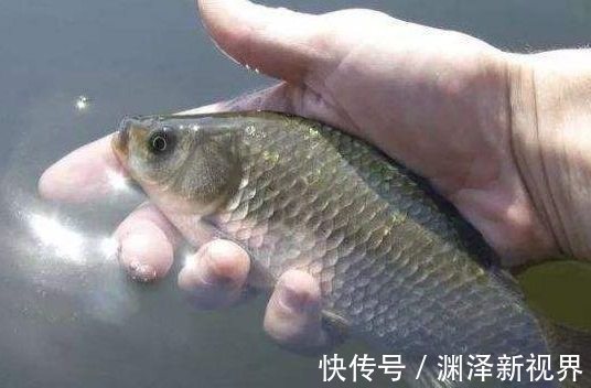 坠子|盛夏如何野钓鲫鱼，只需五招轻松有效！