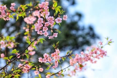 世外桃源|湖南省植物园樱花、梅花竞相绽放 新春赏花正当时