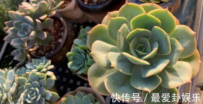 症状|多肉烂根会出现什么症状,该如何早点发现处理?