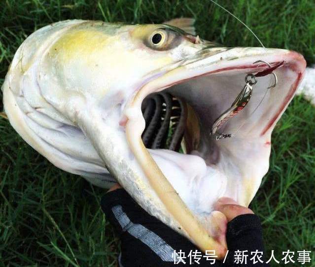 湖北一男子野钓过瘾,意外收获1.68米的“淡水之王”,直接扛回家