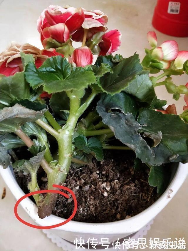 仙客来|被称为“夏必死”的8种花,我却喜欢买一些,因为能“省”不少钱