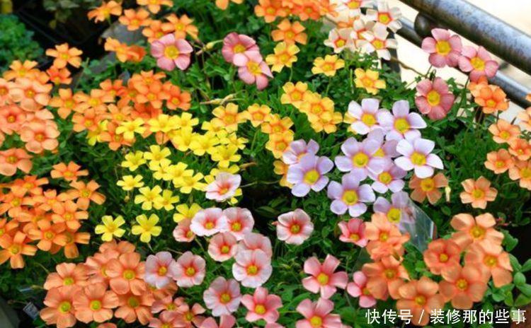 开花漂亮又好养,比牡丹好看,比吊兰好养,好养易活