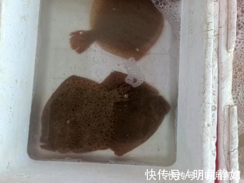 软骨鱼|这鱼长得奇丑,身上都是宝,没有坚硬的鱼刺,这样做口感鲜嫩好吃