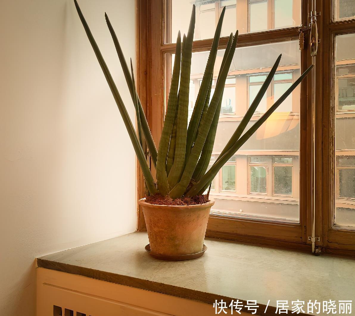 施肥|虎皮兰作用多,养护技巧也简单,这么好的盆栽谁不喜欢