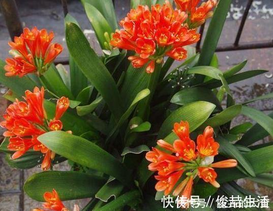 腐叶土|养君子兰用这个小妙招，开花多、新叶多、不夹箭，叶子绿的发光