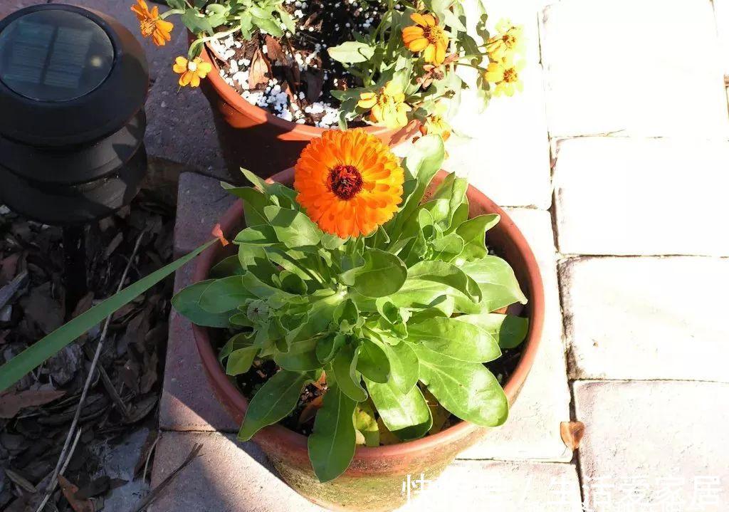 福建人爱养花草盆景,他们对花草形态是有“高要求”的!