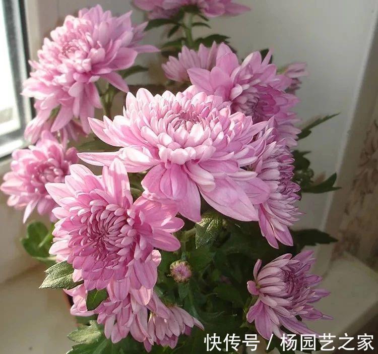 剪剪|5种漂亮花，现在修修剪剪，坐等秋天，花开爆盆