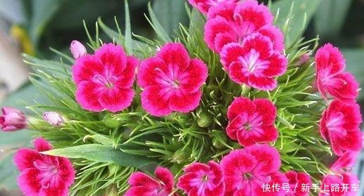 养花就养1盆它,种子撒盆里,1周发芽,开花多,从春开到秋!