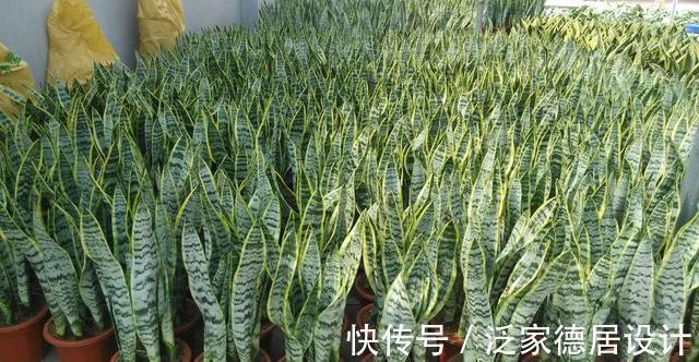 根系|想让虎皮兰爆崽,避开“这三怕”,次月咕噜冒芽穗,还能开小黄花