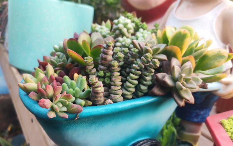 温度|5种花温度高要遮阴，少浇水，不然过了夏天就只剩盆了