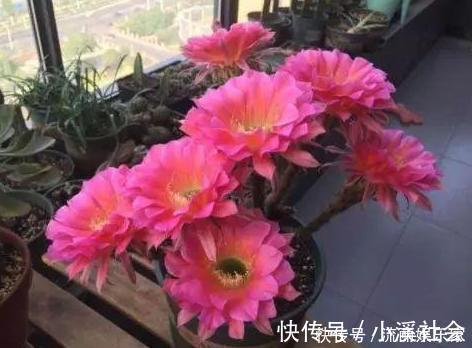 家里盆栽植物的要注意此4种进屋,既对健康不利又影响运气