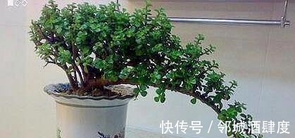 枝条|大妈养一株“象鼻”盆景, 从没人要变“万元级”, 才花3个月!